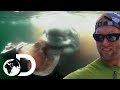 Blood Thirsty Great Whites Of Cape Cod | Shark Bait