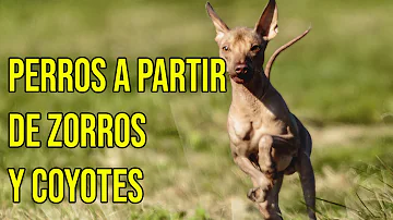 ¿Tenían perros los nativos americanos?