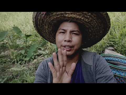 Video: Rempah-rempah Di Kebun. Bagian 5