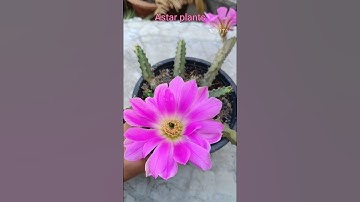 #cactus #succulents #timelapse #astarplants #viral #shorts
