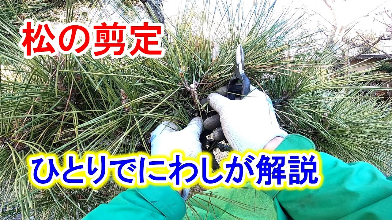 松の剪定を解説【ひとりでにわし】チャンネル - YouTube