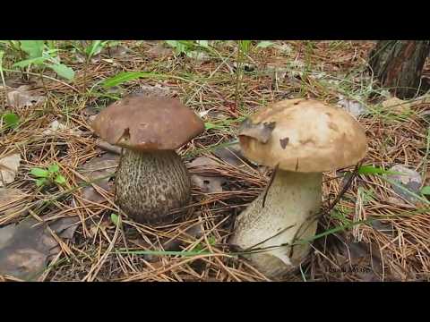 Подберезовик. Полезные и лечебные свойства. podereozovik. Useful and medicin.al properties.