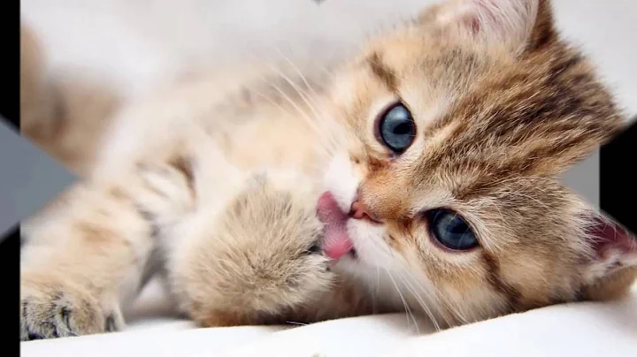 Video 12951: cat american, cat pets reaction, grooming