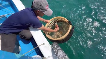 Câu mực lá khủng ở biển Nhơn Hải quy nhơn