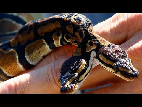 Невероятные Мутанты Документальные фильмы national geographic. Мутанты среди нас