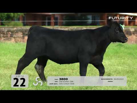 LOTE 22   TAT 3800 F Angus