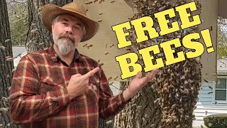 YOU can Get Honeybees for FREE by Catching Swarms!