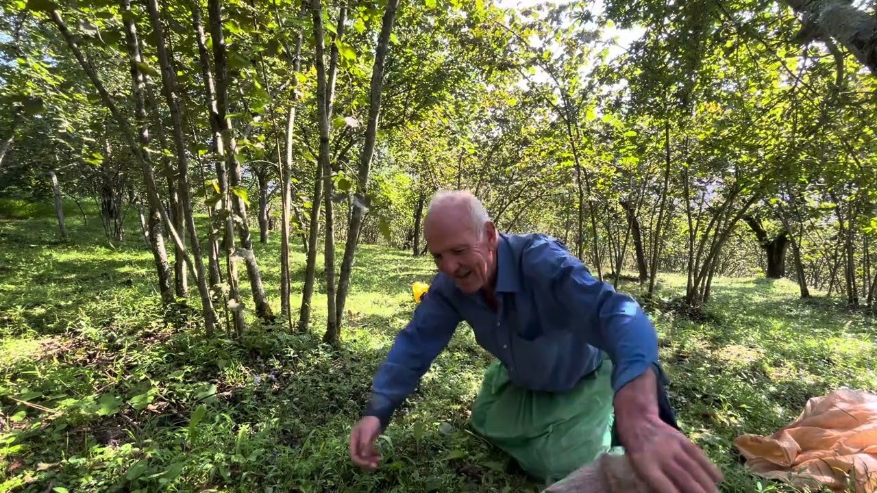 Danışman Köyü’nde fındık bahçesinden patoza giden fındığın yolculuğu 🌰 Hikayeler eşliğinde fındık🌱🌲🌰