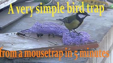 DIY Bird Traps || Easy bird trap