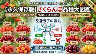 永久保存版】さくらんぼ品種大図鑑！収穫ゼロを科学で回避する「S