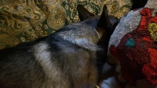 картинка: Опять пиво.😄 Ещё болею.🐶 Домашний.😄