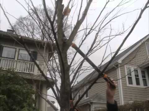 How to prune a young elm tree