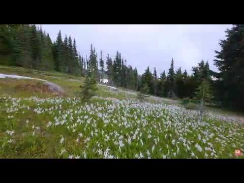 ეძღვნება მამიკოს ხსოვნას