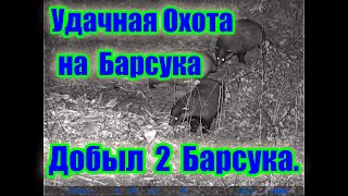 Удачная охота на Барсука.\\ Добываю сразу двух самцов. Good luck hunting the Badger.