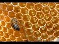 Variedades de Abejas y sus productos - TvAgro por Juan Gonzalo Angel