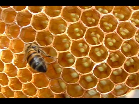 Video: Variedades comunes de abejas: Conozca los diferentes tipos de abejas en el jardín
