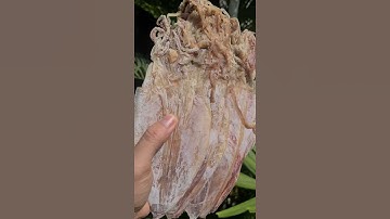 khô mực tết 2021