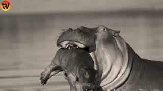 30 Crazy Moments! Hyena Vs Hippo Fight To The Last Breath | Animal World