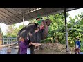 คุณตาฝึกท่าใหม่ลำพูน❗️ตาสมพรลองบ้าง😅ชื่นใจลำพูนโดนแล้ว🤣elephant