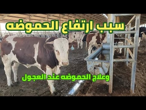 علاج الحموضه عند العجول