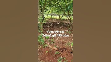 Vườn trái cây 246m2 giá chỉ 195tr #batdongsan #bdsdaogia #datnengiare