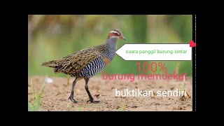 Suara pikat burung sintar sawah,,