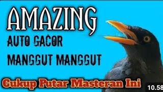 BUKA SUARA | Masteran Jalak Kebo Mata Kuning,Putar Suara Ini Pagi Sore Dan Malam Hari.Di Jamin Gacor