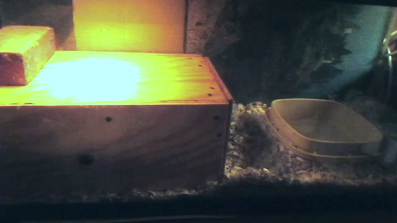 boasty wiley Snakes Light Up A Dark Day And Night