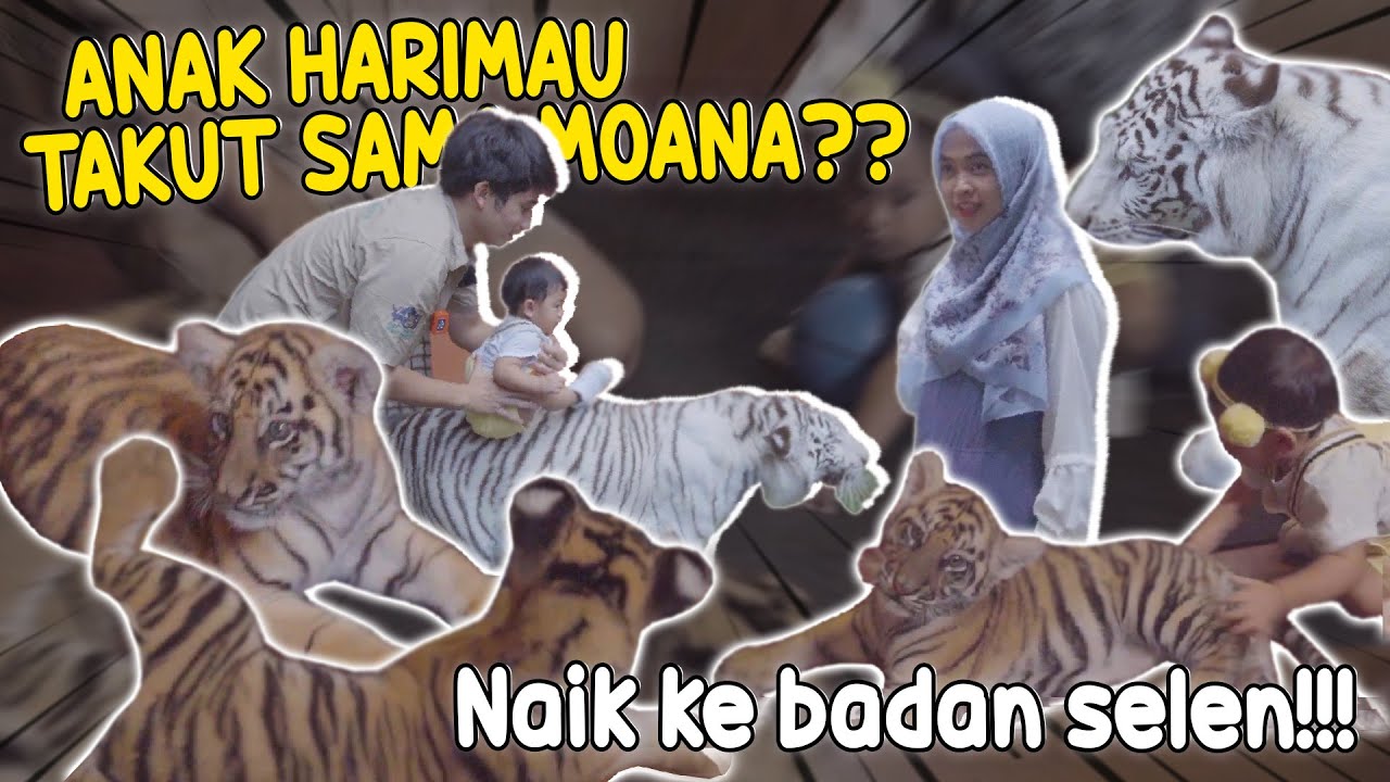 MOANA MASUK KANDANG HARIMAU!! Naik ke badan selen..!!