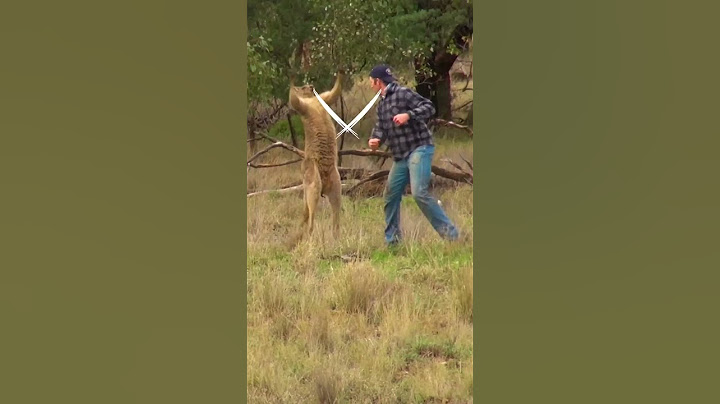 Hombre rescata a un perro del agarre de un canguro enojado
