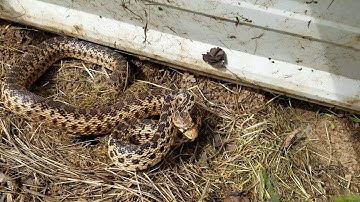 Gopher Snake Strike, Hissing, Tail Rattle