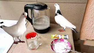 :     . Alkaline water to pigeons.