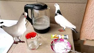 Чудо Щелочная Вода для Голубей. Alkaline water to pigeons.