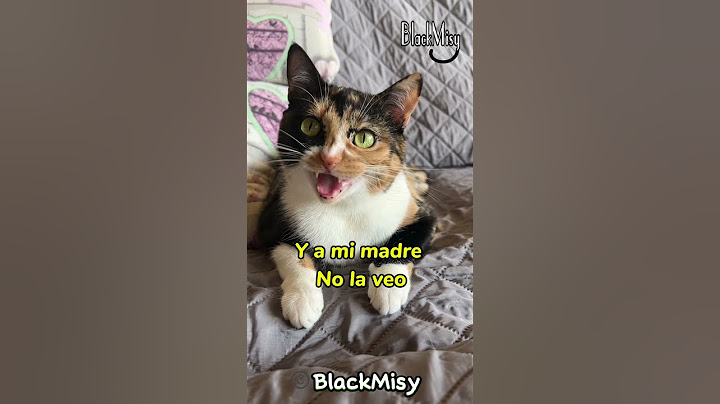 Misy se ha liado #humor #gatosgraciosos #gatos #gatoschistosos