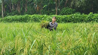 The girl worked as a hired laborer harvesting rice and gardening