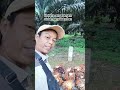 cuma blok HB yang menjadi sorotan losis brondol tingal buwah kena sangsi kampret #fypyoutube