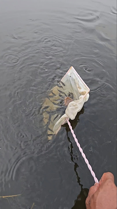 Catch lots of small fish