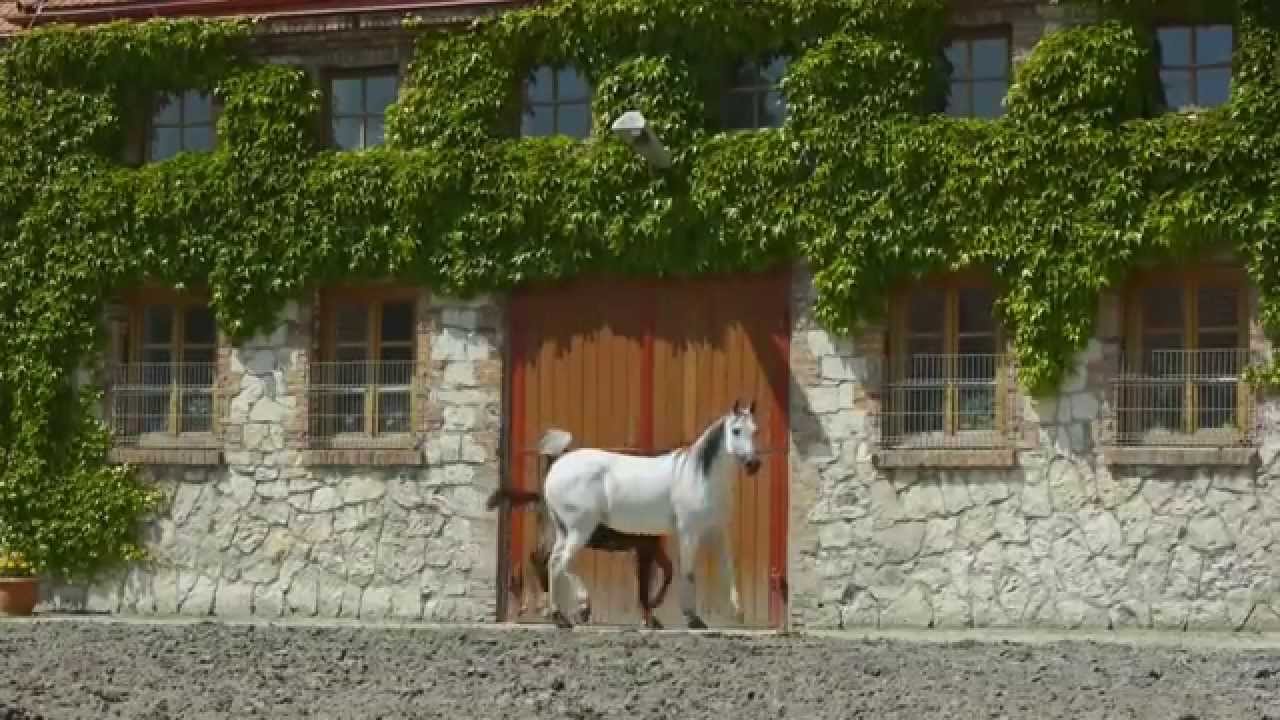 45th Pride of Poland 2014 Sale - Video Invitation & Catalogue