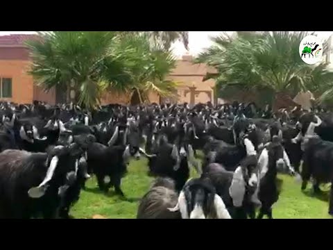 ماعز عارضي صنف فاخره عدد300 مضاريع ودفيع للبيع التفاصيل تم البيع