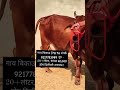 Sahiwal nasal hai #cow #sahiwalbreed #bull #dairyfarm