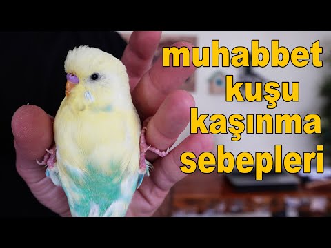 Video: Papağanlar Neden Kaşınır