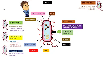 ¿Cómo se mata la bacteria de la Pseudomona en el agua?