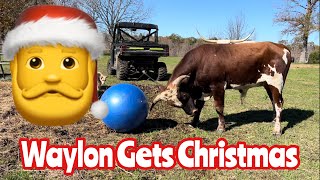 Longhorn Bull Gets A Christmas Toy (and LOVES it!)