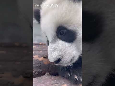 Paws of a