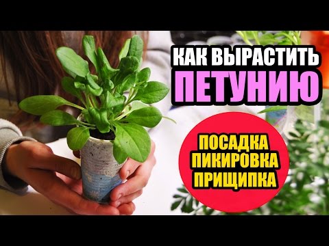 Video: How To Grow Petunia In Peat Tablets