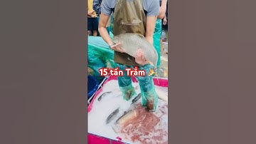🎉 Thu 15 tấn Trắm Cỏ 7 tháng nuôi size 4,3kg ở Miền Bắc (Hà Nội) #giathuysan #harvesting #grasscarp
