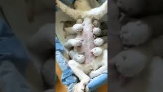 Baby Pet 😸🐩 So Beautiful Pet 😸🐩 Most Funny Video Animals Reaction video Baby Cat Video #shorts