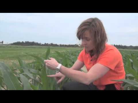 Corn School 2 21 Watching Out For The Western Bean Cutworm In Ontario