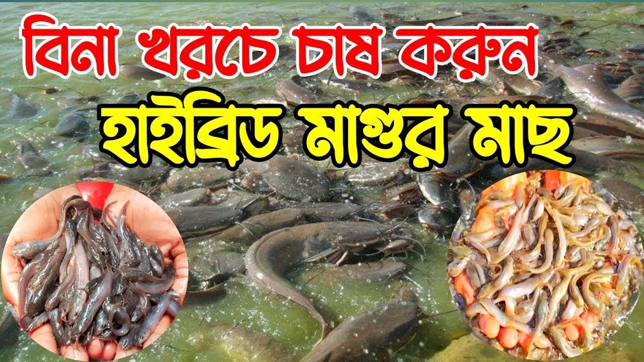 ৩ মাসেই লাখ টাকার ইনকাম হাইব্রিড মাগুর চাষে। মাগুর মাছ চাষে কম খরচে বেশি লাভ। পুকুরে মাগুর মাছ চাষ। 