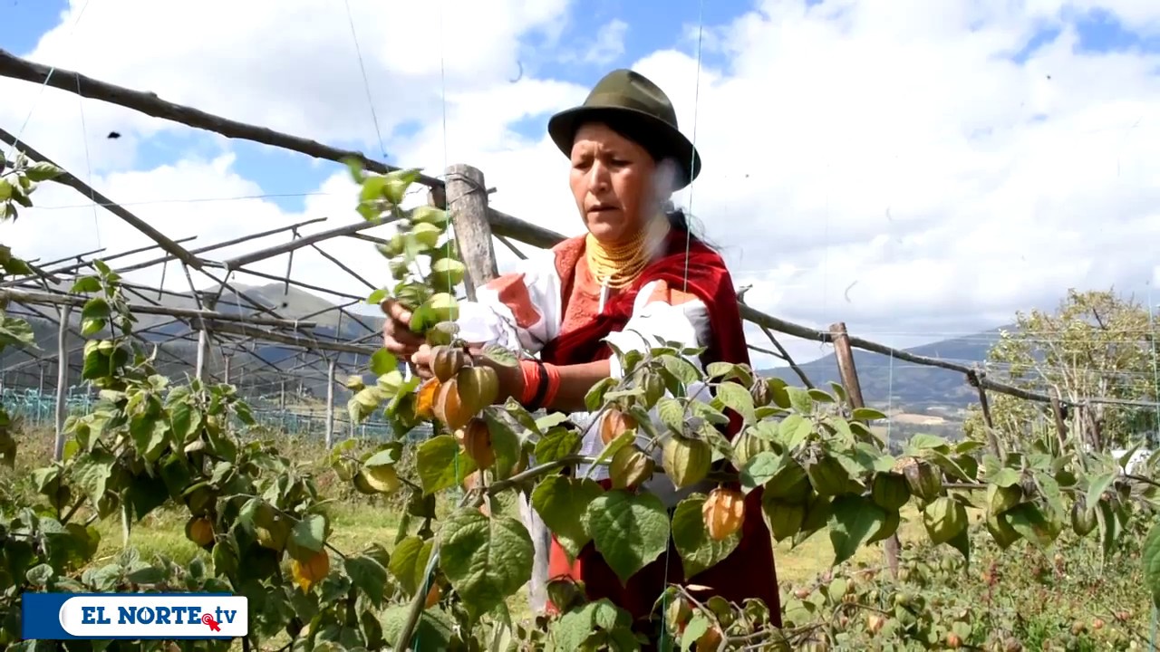 Producción de Uvilla en Otavalo